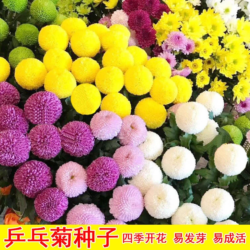【多色乒乓菊种子】花籽球形四季易种活室内外阳台鲜花盆栽种子耐寒