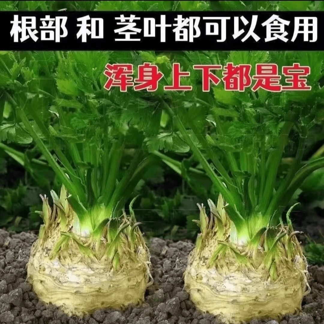 根芹种子球茎芹菜四季春秋冬阳台盆栽种植蔬菜种