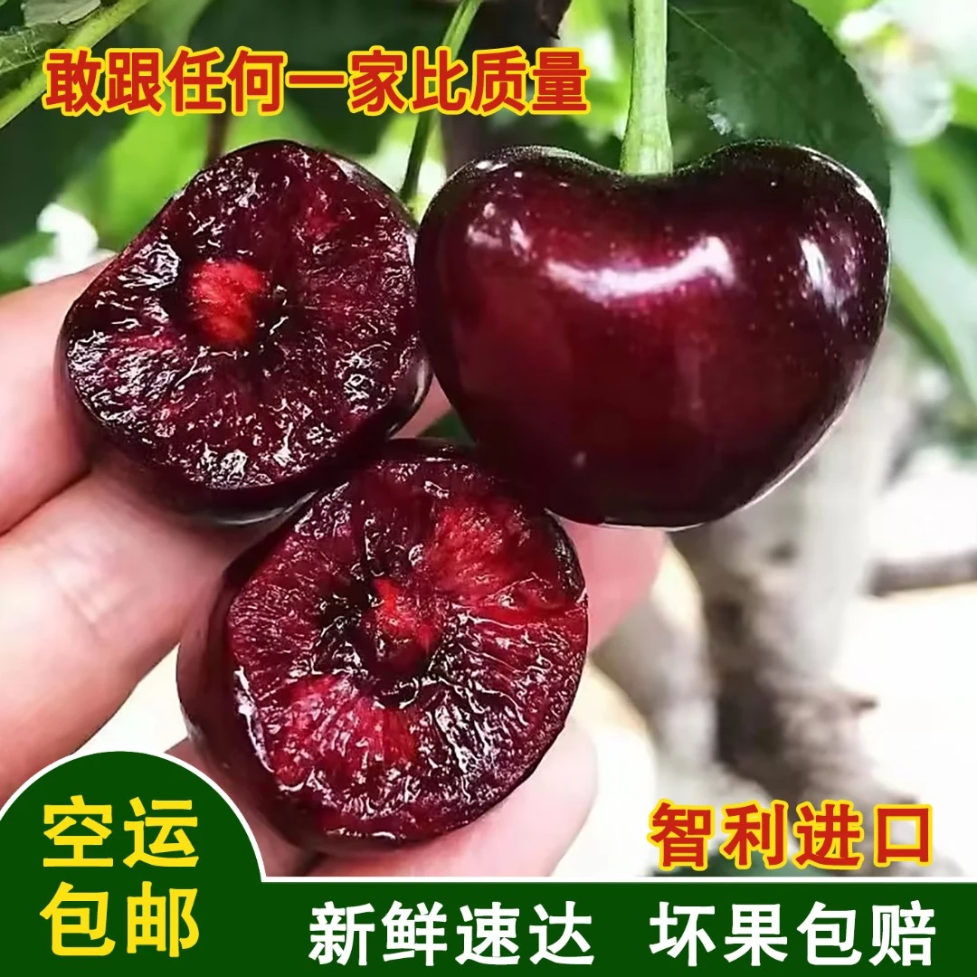甄选智利进口车厘子新鲜水果JJJ顺丰冷链包邮