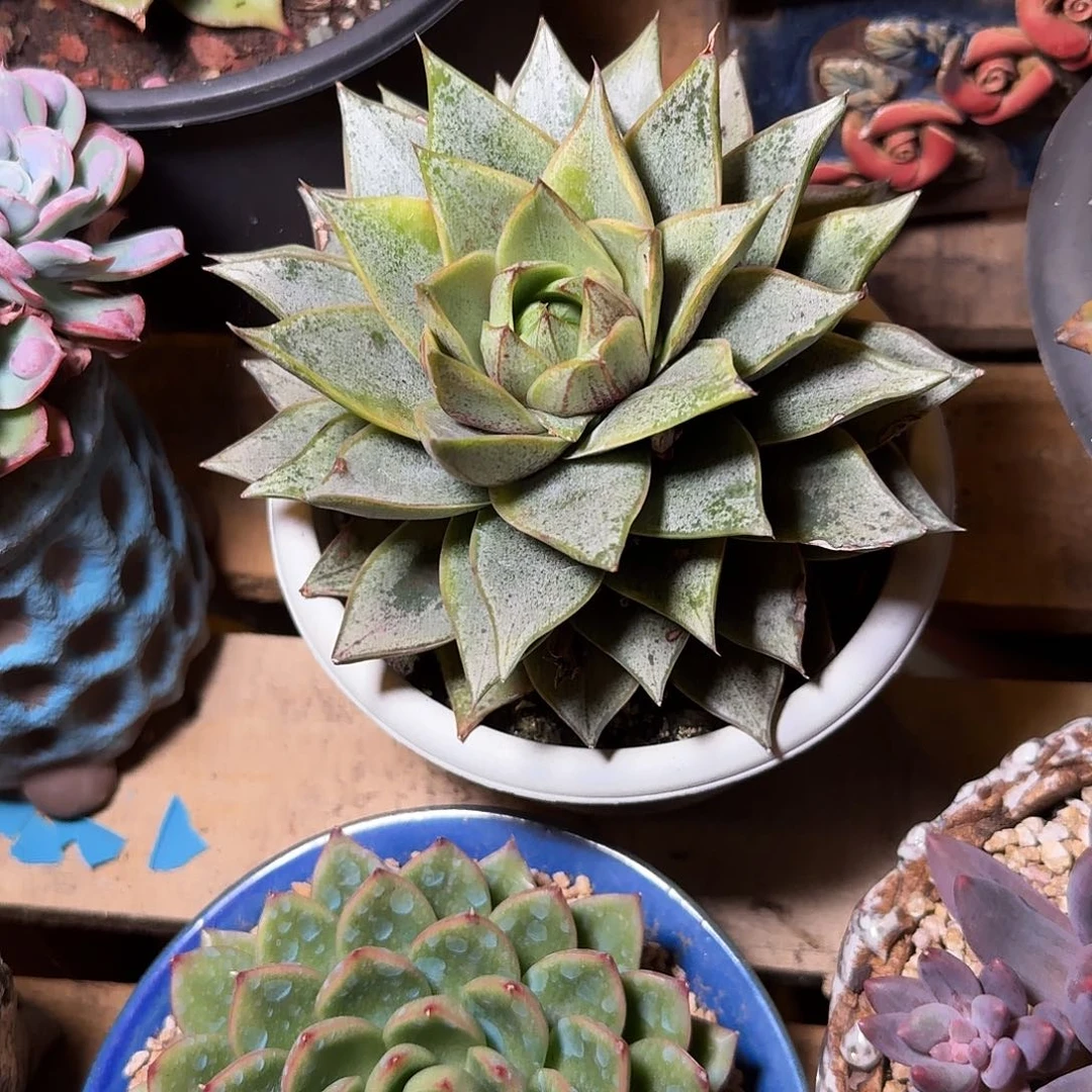 多肉植物。一物一拍。发货