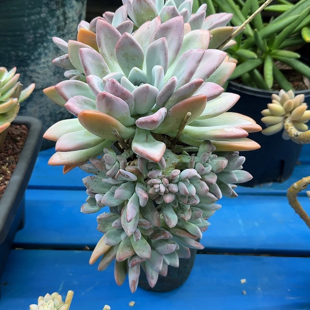 奥普。带盆。 一物一拍