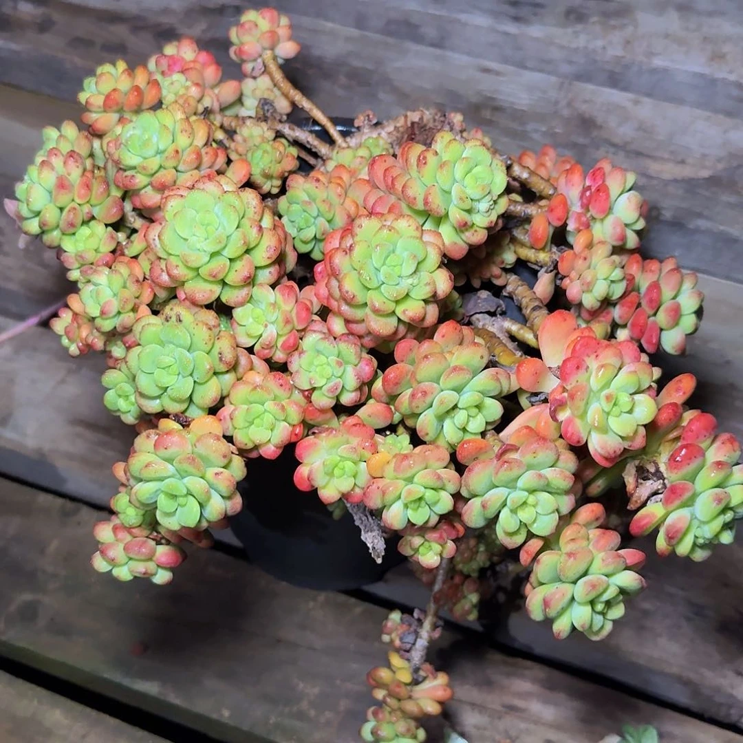 多肉一物一拍。不带盆。发货