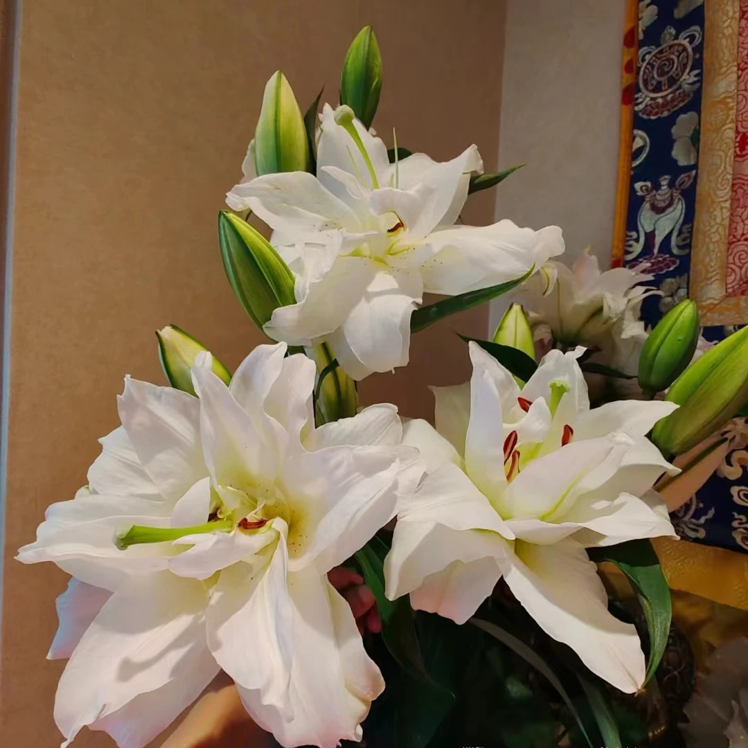 【源头优选】白雪公主重瓣百合 任意2单以上包邮 云南鲜花