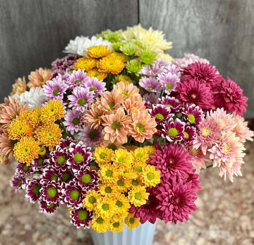 【大聪明卖花】小菊任意2单以上包邮 发货后不支持退款