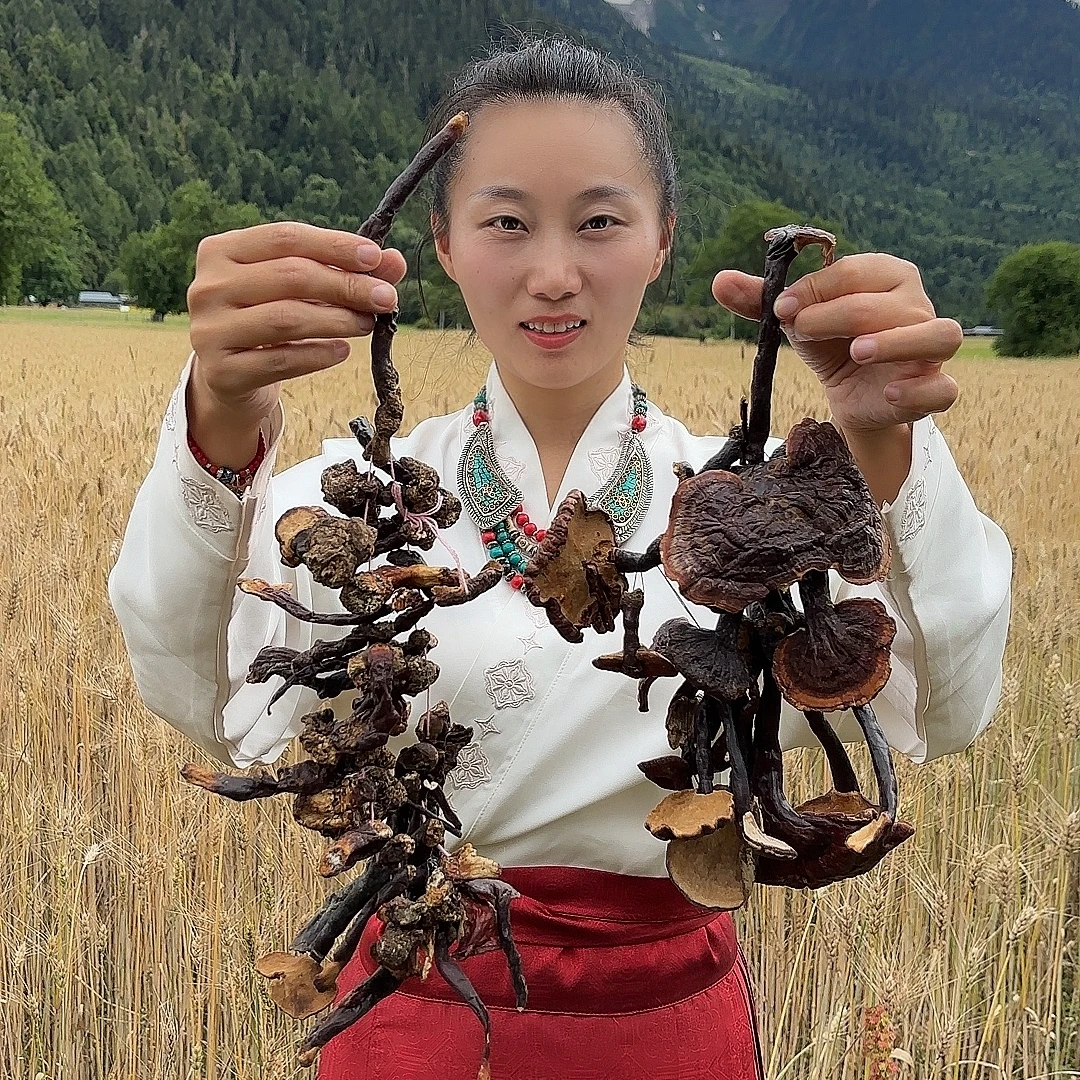 西藏波密高海拔下山货赤灵芝