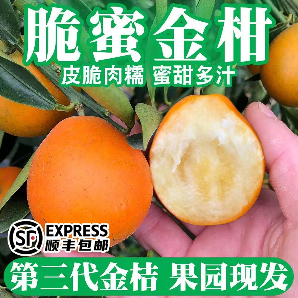 【融安第三代脆蜜金柑】广西融安脆蜜金桔应季新鲜金桔纯甜桔子水果