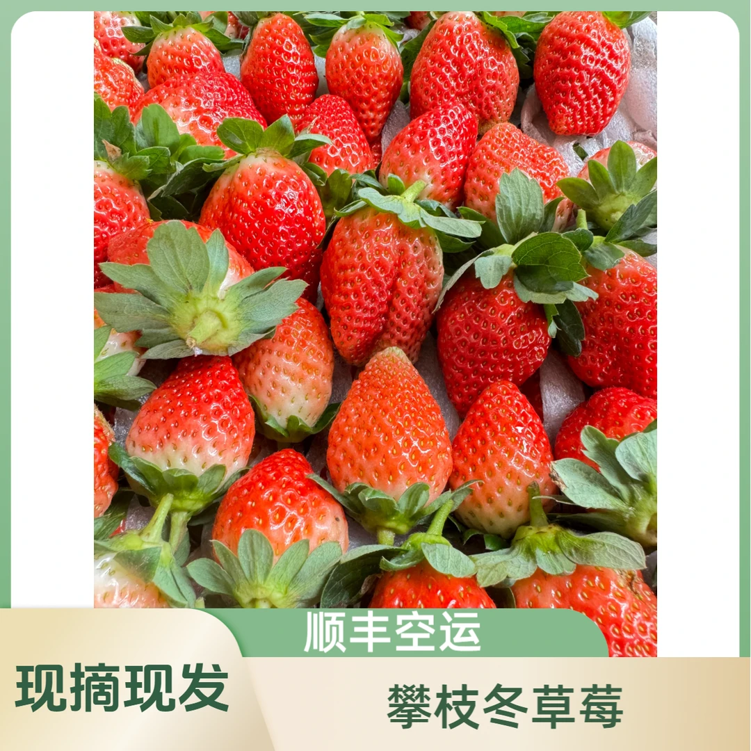 顺丰空运-攀枝花露天种植冬草莓清爽脆甜