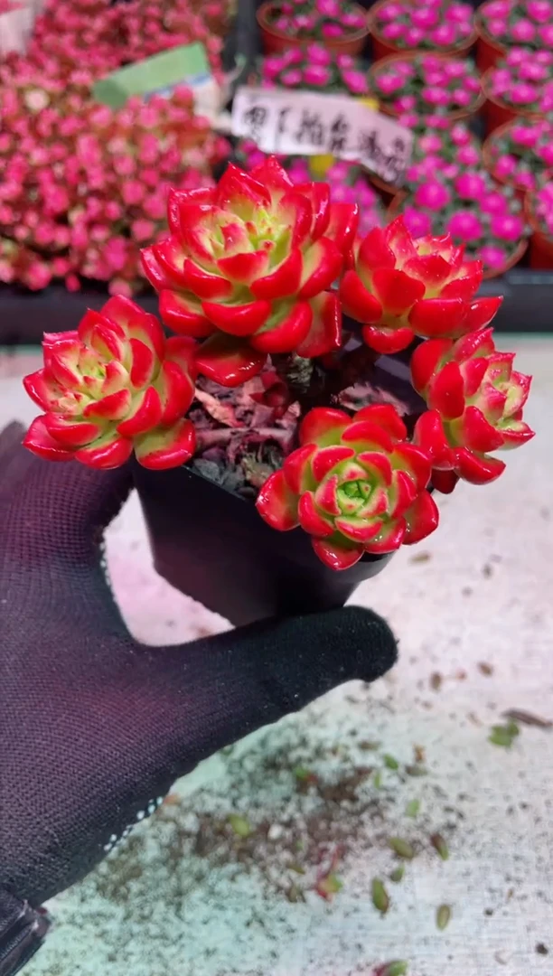 【闪购商品】老桩火焰蒂亚【当天凑满9.9元包邮】