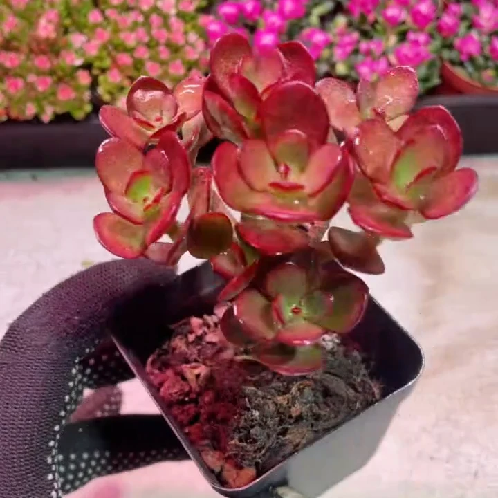 【凑满15元包邮】方盆红玉树多肉植物