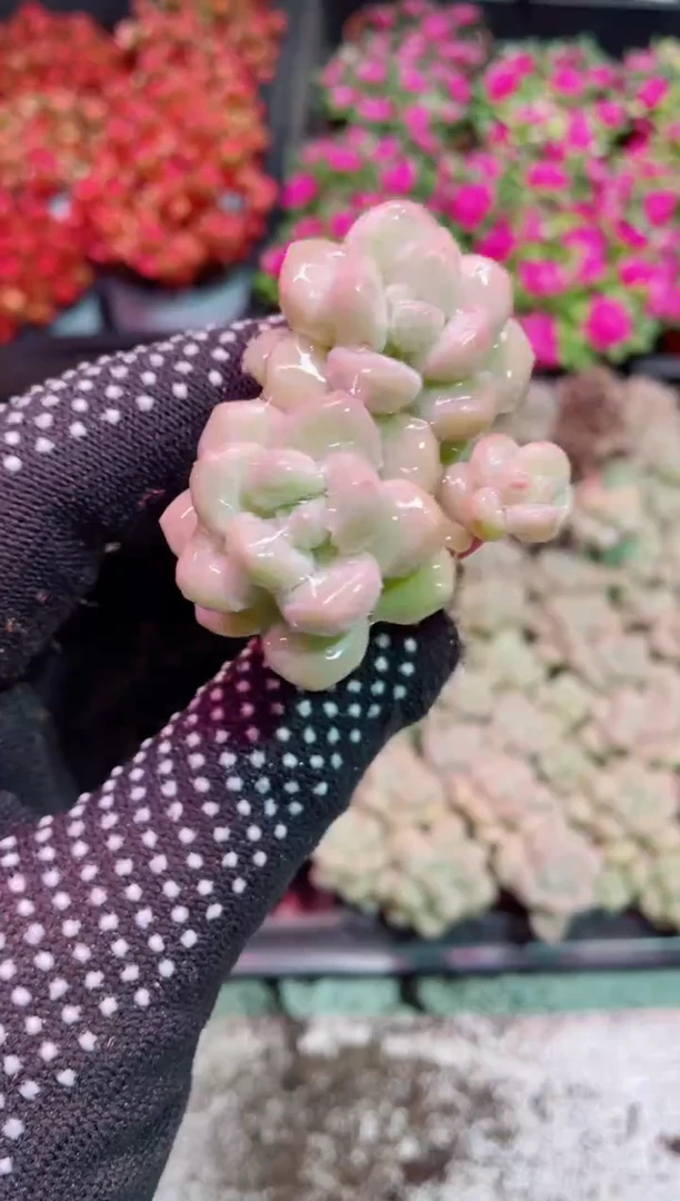 【闪购商品】小苗泡泡糖【当天凑满9.9包邮】