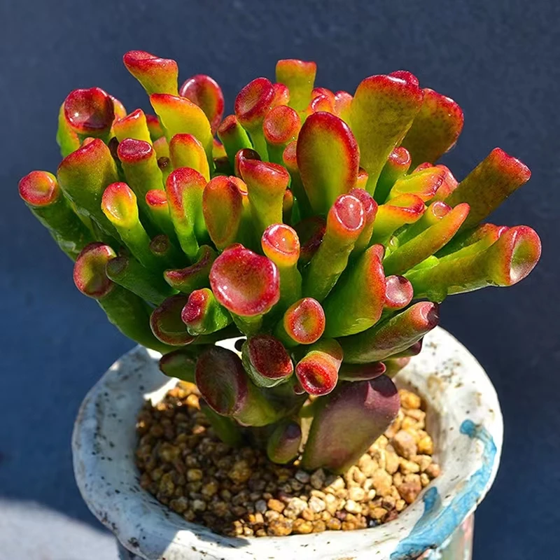 招财猫多肉植物好养凑满9.9发货