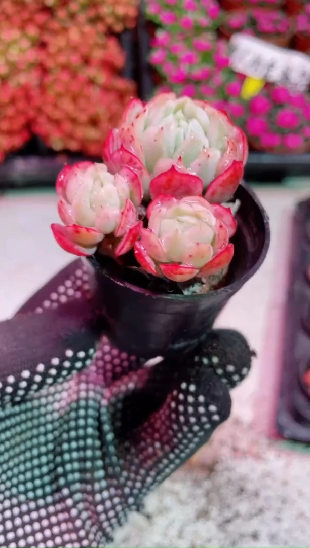 【闪购商品】双头贝瑞【当天凑满9.9元包邮】