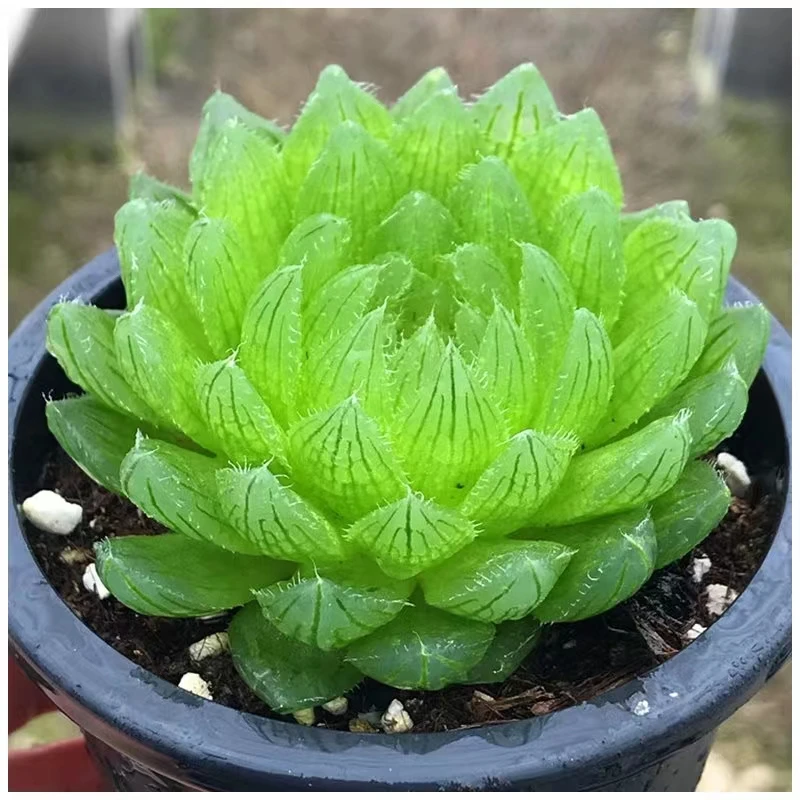 】樱水晶玉露多肉植物凑满9.9发货