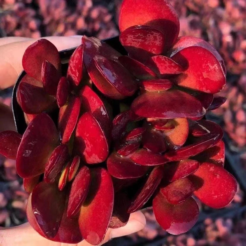 方盆紫蝶多肉植物凑满9.9发货
