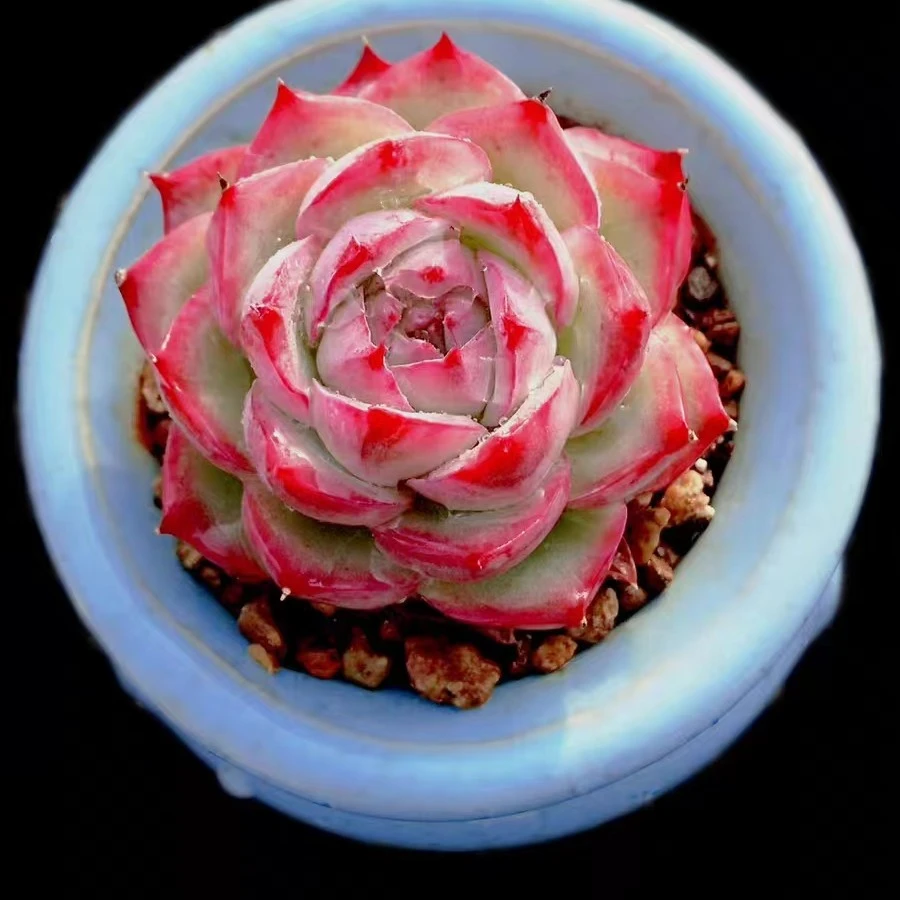 粉水晶4颗【多肉植物组合