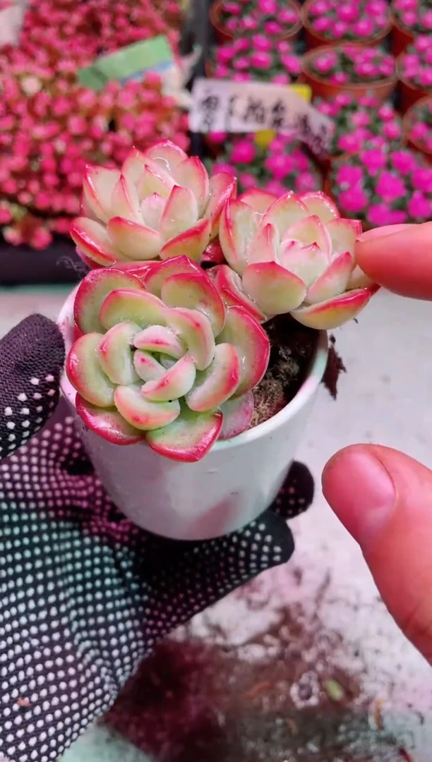 【闪购商品】小苗泡芙【当天凑满9.9包邮】