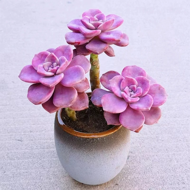 【满15元包邮.明天就发】双头彩虹糖多肉植物