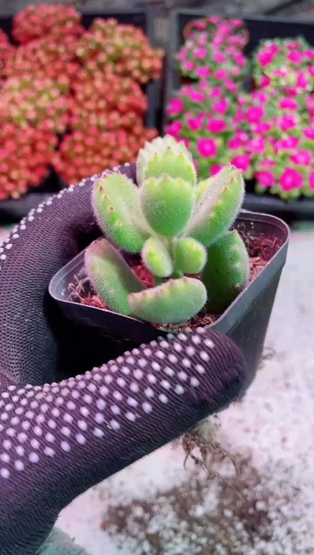 【闪购商品】熊童子【当天凑满9.9包邮】