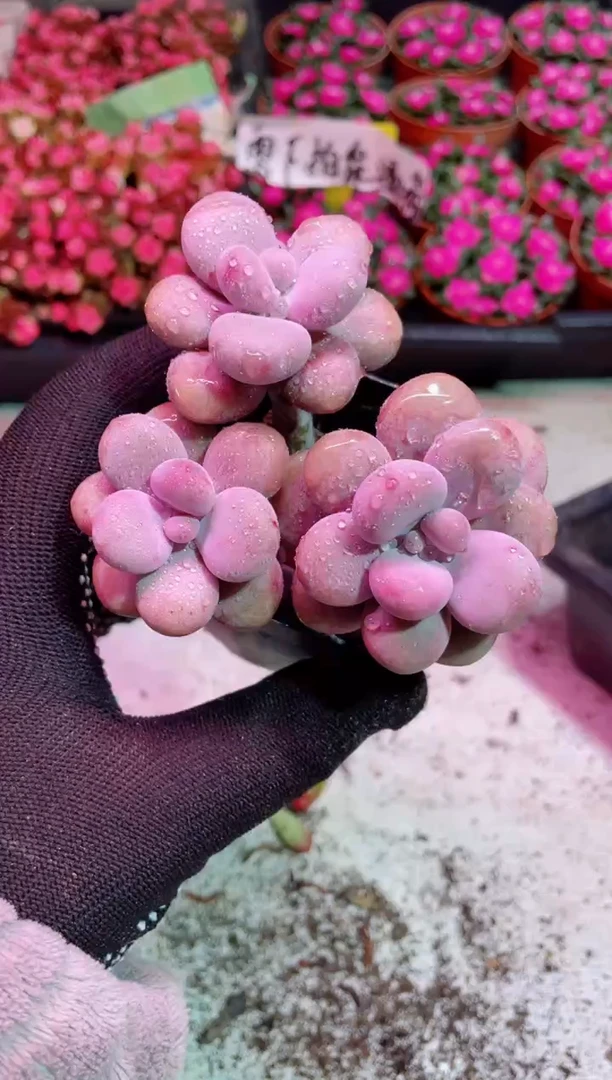 【闪购商品】上盆三头桃蛋【当天凑满9.9包邮】