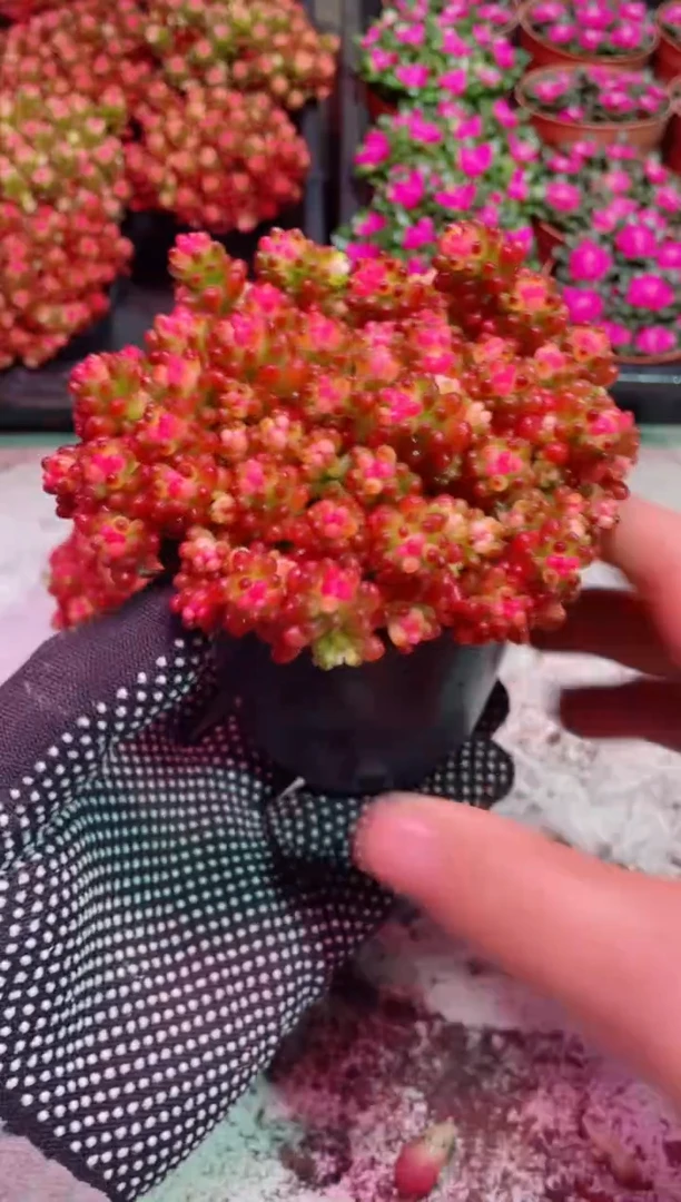 【闪购商品】樱花锦【当天凑满9.9包邮】