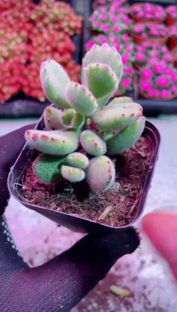 【闪购商品】熊童子【当天凑满9.9包邮】