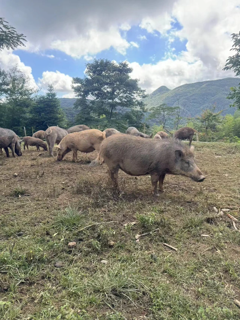 放养新鲜野二代跑山猪土猪2斤尝鲜价顺丰包邮快递配送
