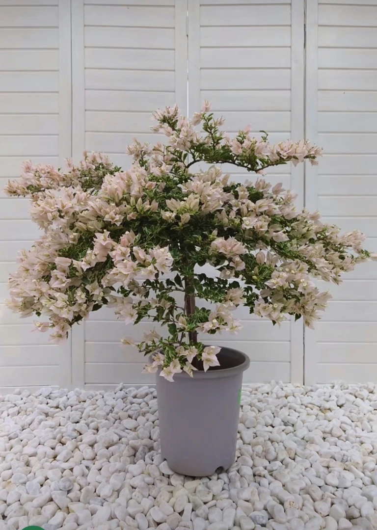 【少女的心】三角梅原生盆花爬藤垂吊