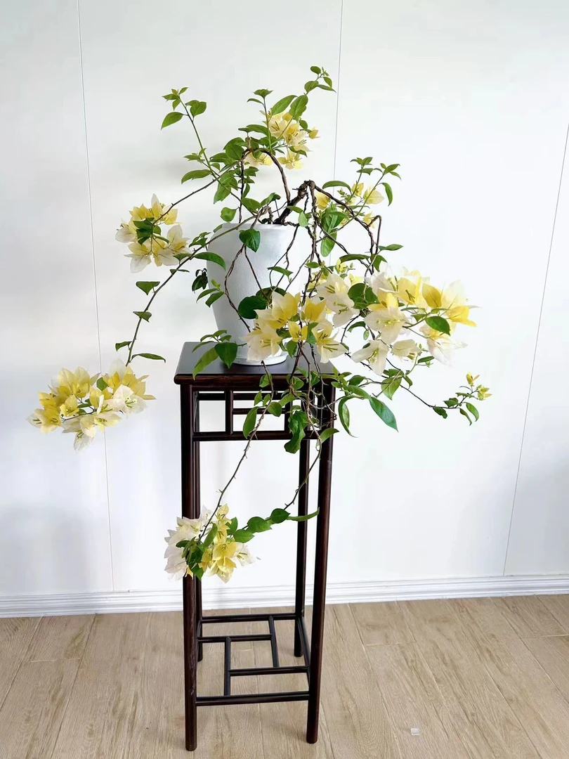 【苏瓦娜】原生盆花勤花爬藤垂吊三角梅