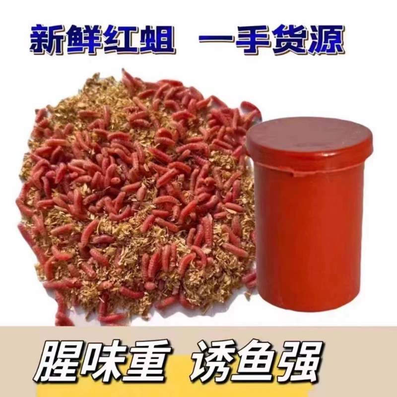 包邮红蛆大号鲜活体蛆肉蛆虫红色腥味强效野钓红蛆冰钓活蛆新鲜