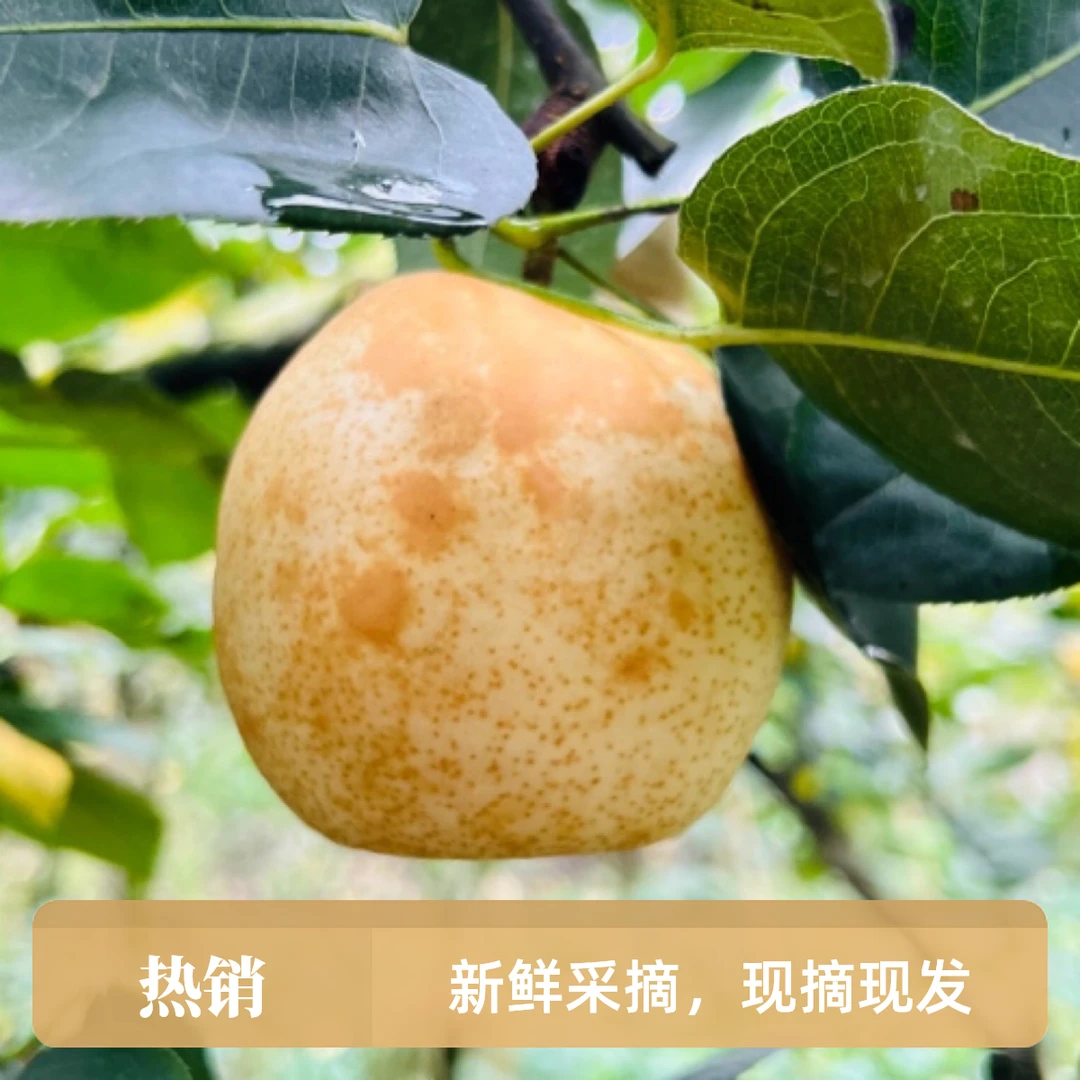 黄皮蜂糖翠冠梨（精品大果）香甜可口清脆多汁新鲜精品