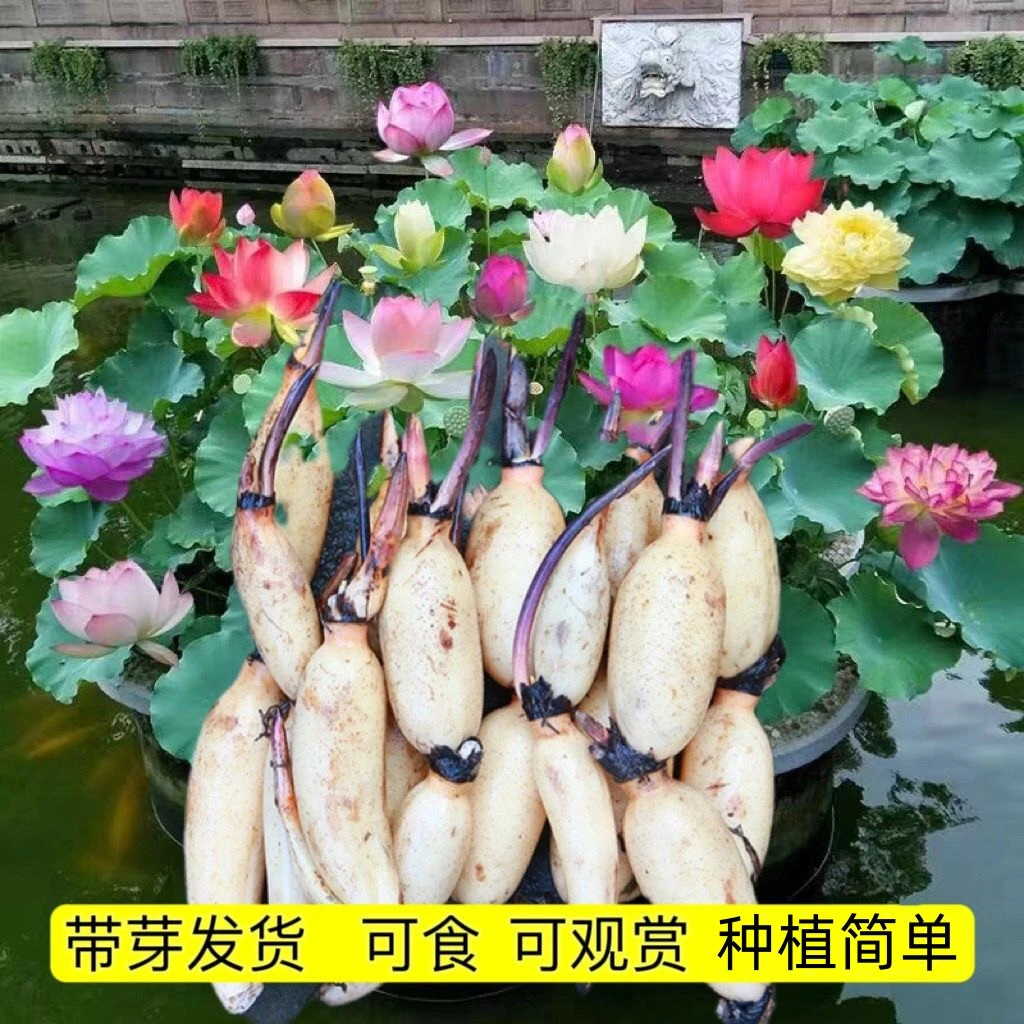 观赏荷花种藕苗莲藕种苗碗莲盆栽荷花水培四季开花室内外带芽