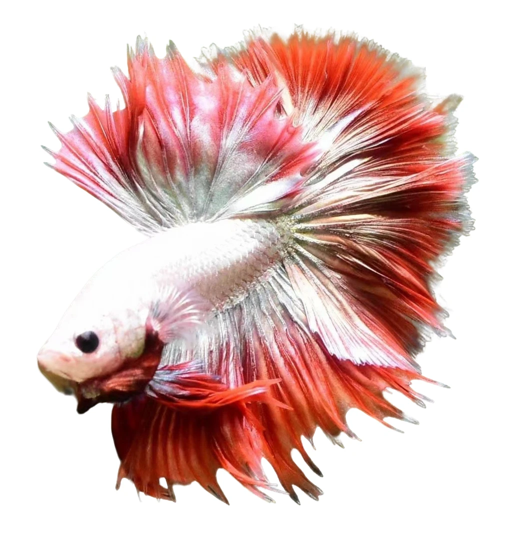 145-168泰国斗鱼活鱼婚纱鱼粉白仙女鱼七彩斗鱼热带鱼小鱼观赏鱼