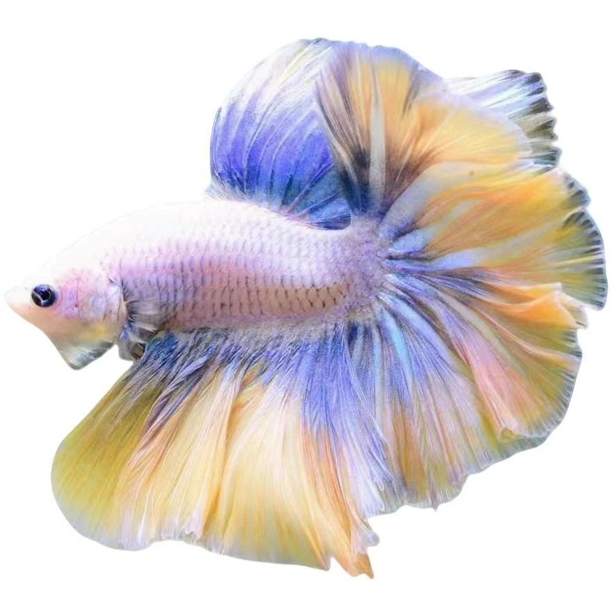 B121-B144泰国斗鱼婚纱鱼粉白仙女鱼七彩斗鱼热带鱼小鱼观赏鱼