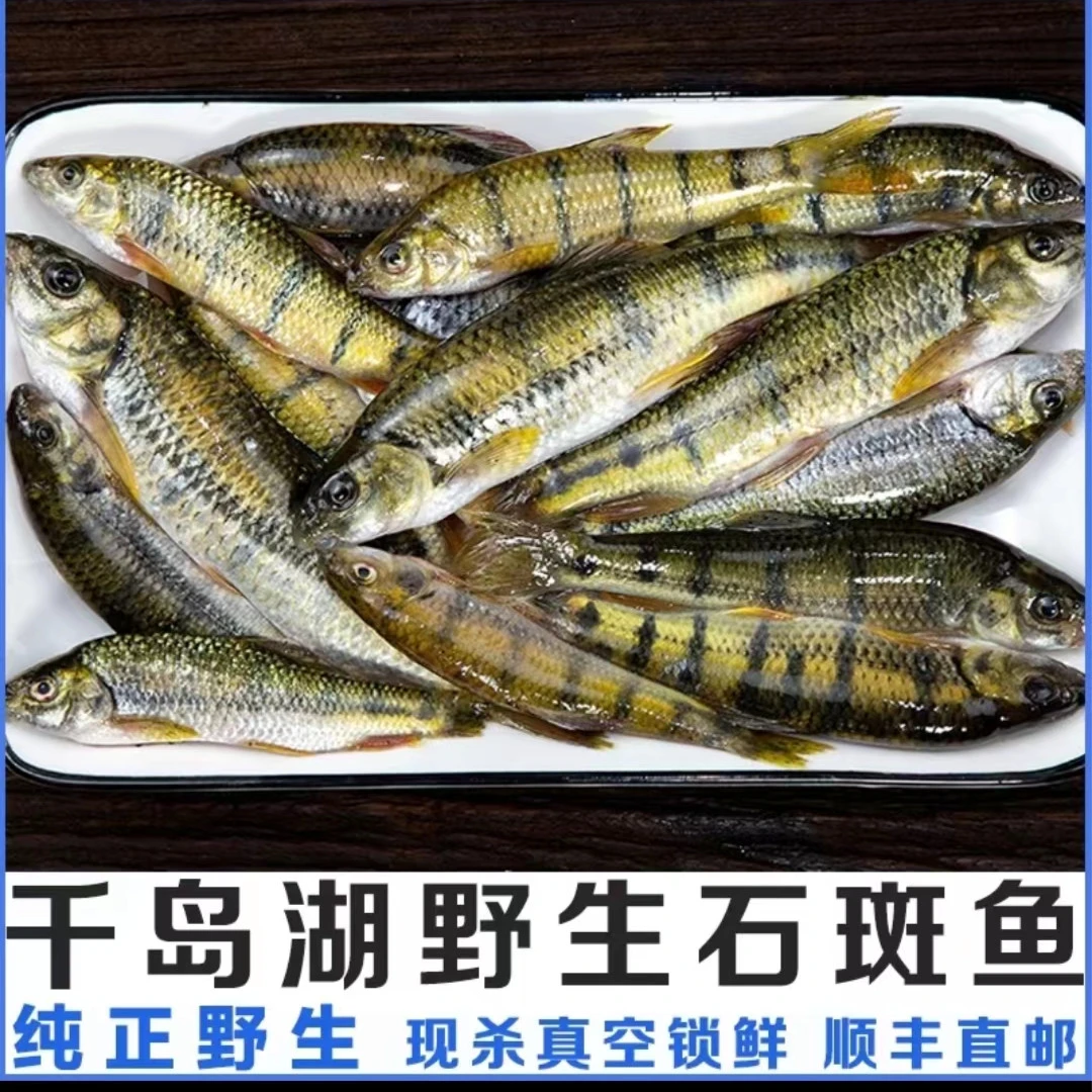 杭州千岛湖野生石斑鱼新鲜冰鲜发货2斤全国包邮