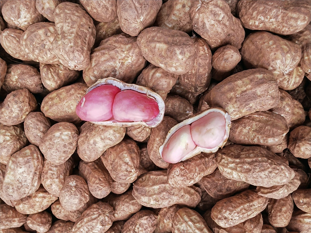 今年新花生煮花生生花生