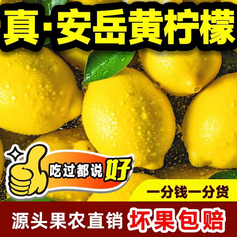 24年四川新鲜柠檬现摘现发安岳黄柠檬农家自种青柠檬大果柠檬新货