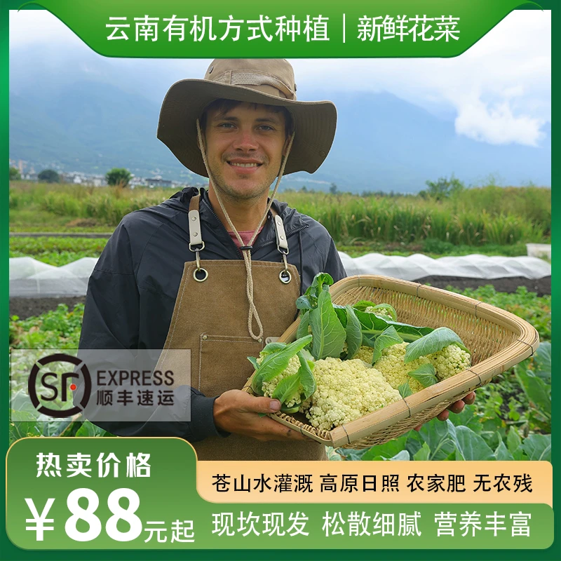 瑞典奶爸在大理|有机方式种植花菜现摘现发当季新鲜蔬菜孕妇3斤装