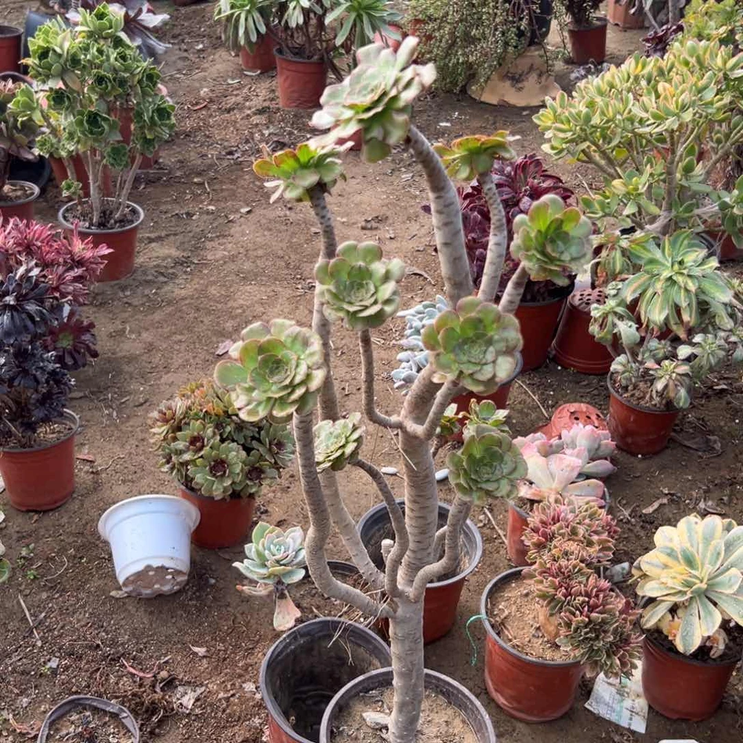 大颗微锦老庄多肉植物