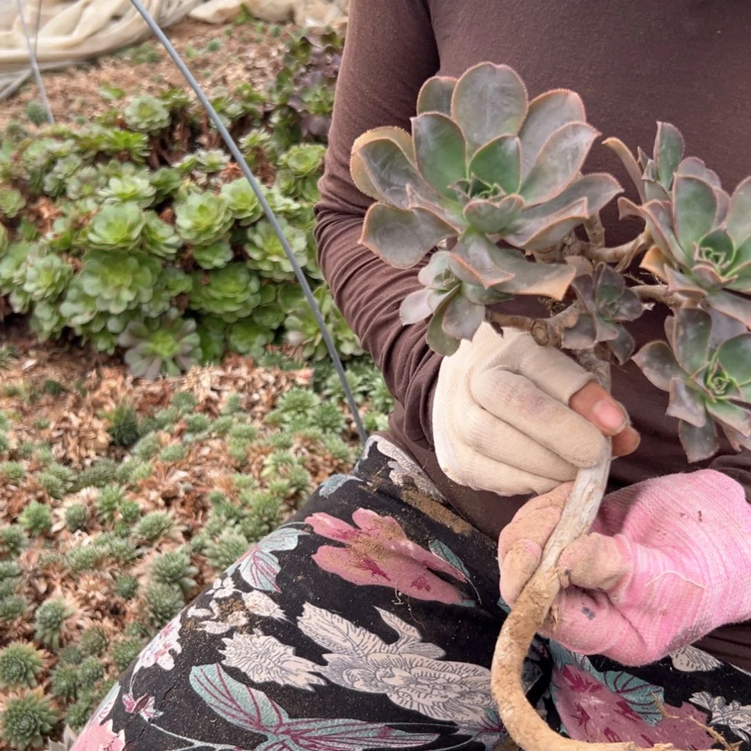 多肉植物母本莲花掌系列