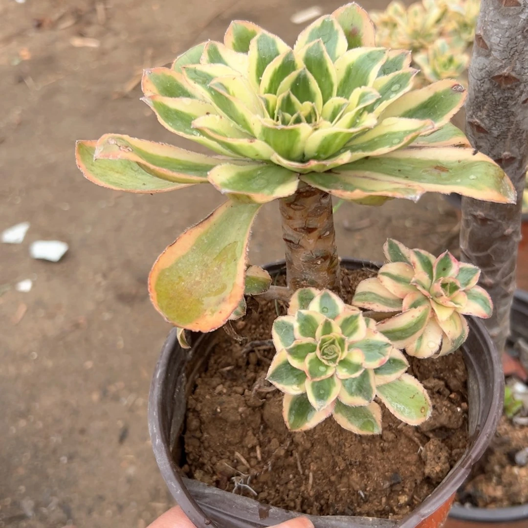 小精品燕姿老庄多肉植物