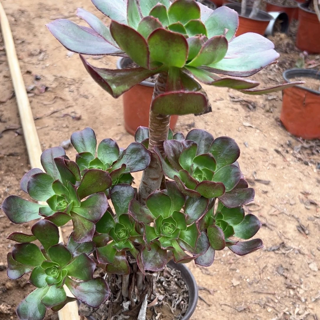 多肉植物冰武士老庄