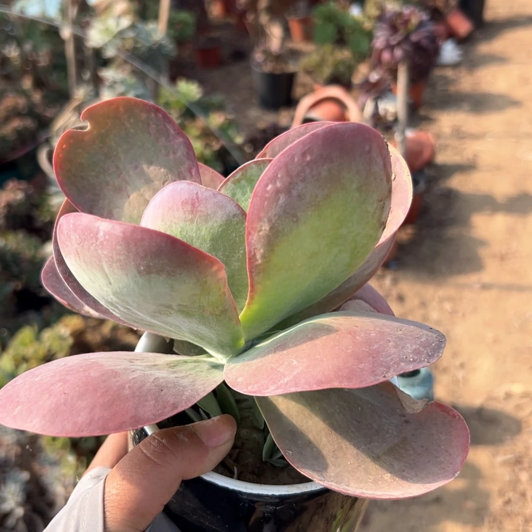 唐寅群生多肉植物