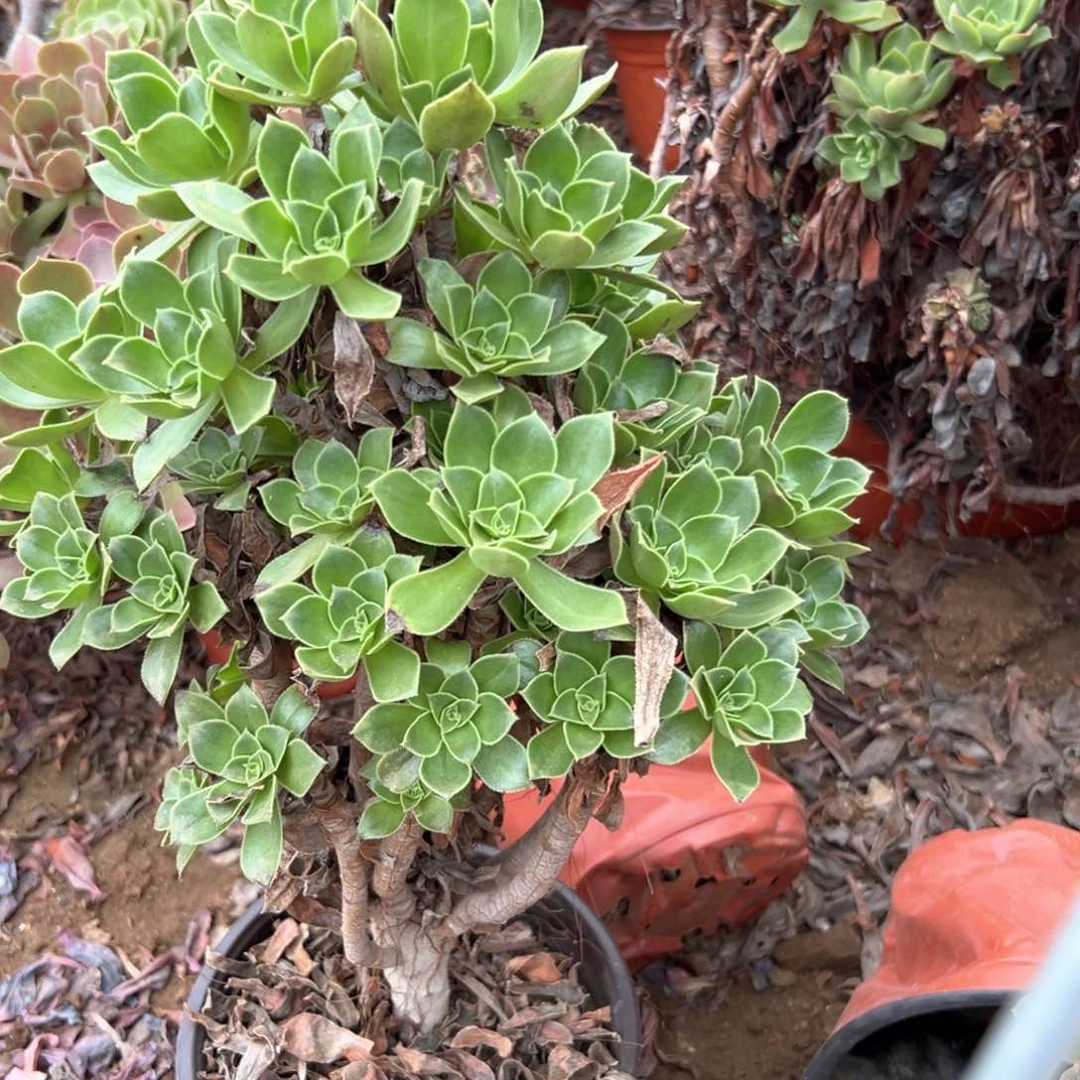 香馥老庄多肉植物