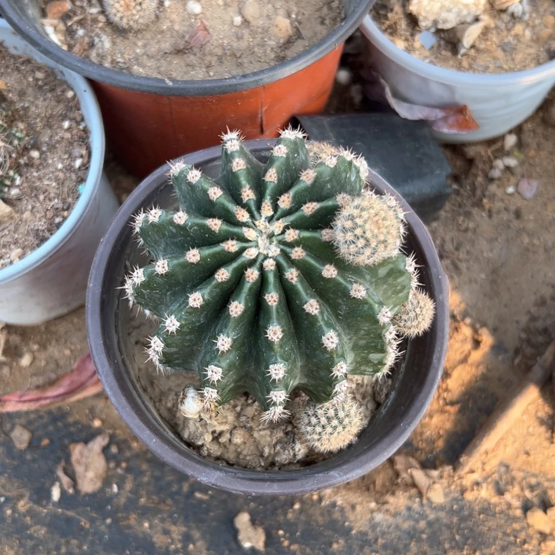 多肉植物仙人球群