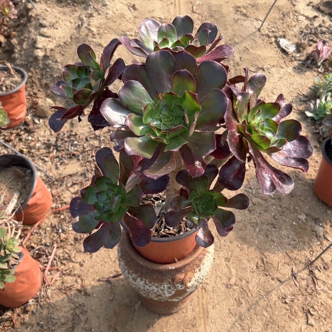 多肉植物冰武士老庄