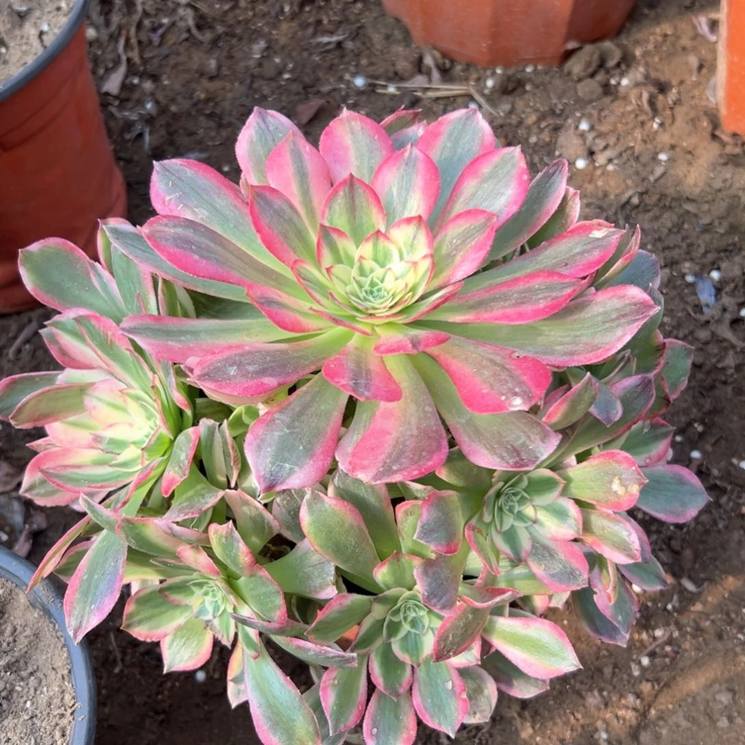 大颗海王多肉植物