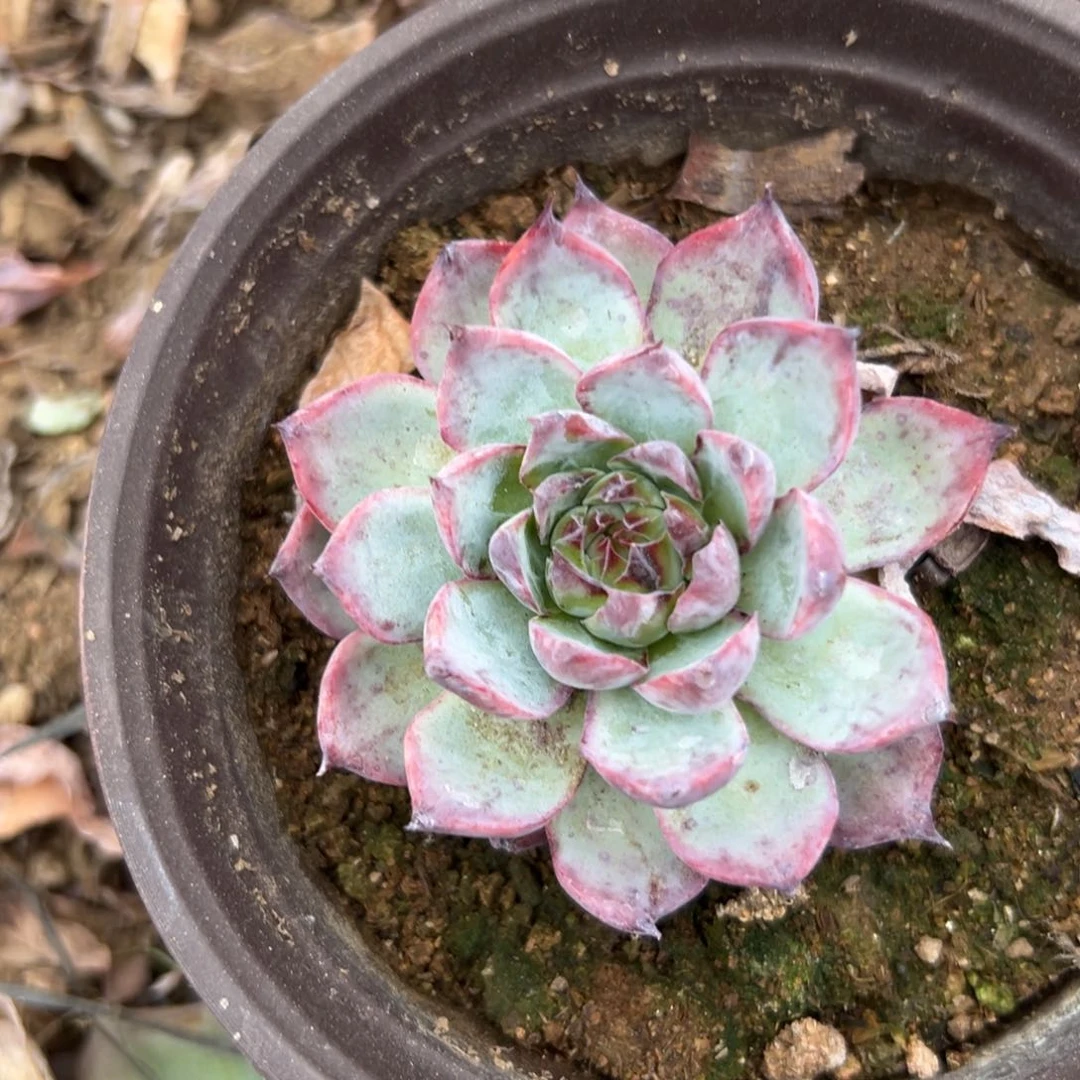 惊鸿仙子多肉植物