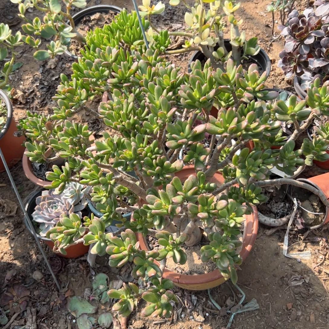 招财猫老庄多肉亩植物