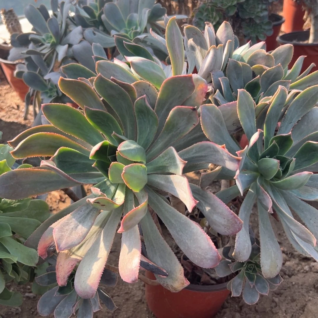 多肉植物莲花掌系列