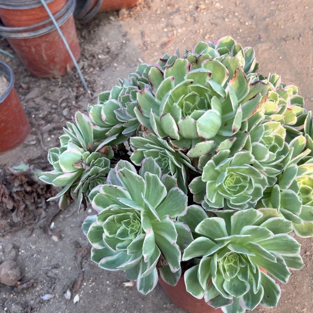 莲花手捧多肉植物